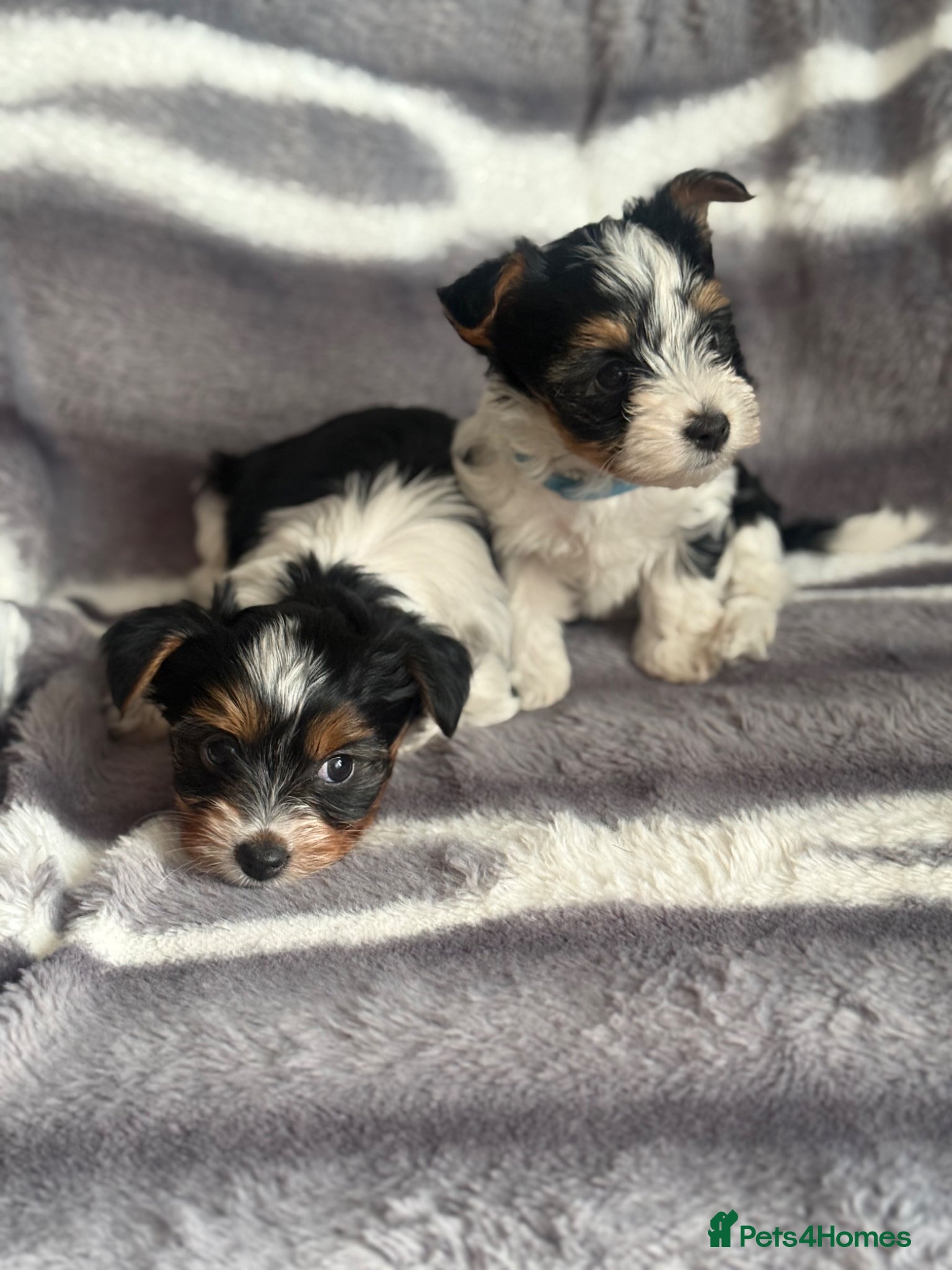 Biewer Terrier dogs  🐾🐶Beautiful Biewer Terrier Puppies🐾🐶 - Advert 1