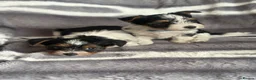 Biewer Terrier dogs for sale:  🐾🐶Beautiful Biewer Terrier Puppies🐾🐶 - Advert 2