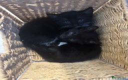 Mixed Breed cats for sale: Mixed breed  - Image 15