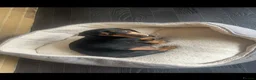 Dachshund dogs for sale: Miniature Dascshund smooth hair puppy’s  in Ilminster - Advert 1