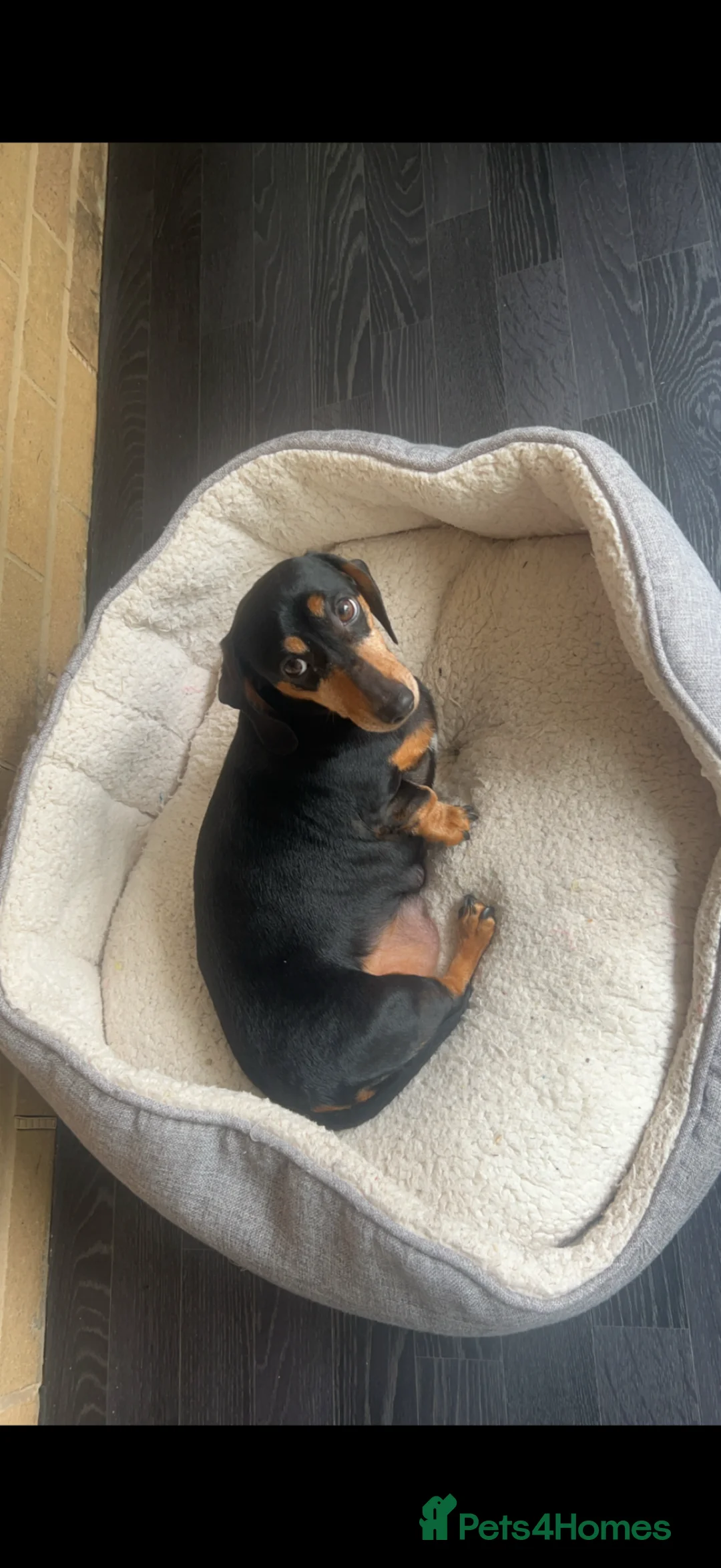 Dachshund dogs for sale: Miniature Dascshund smooth hair puppy’s  in Ilminster - Advert 1