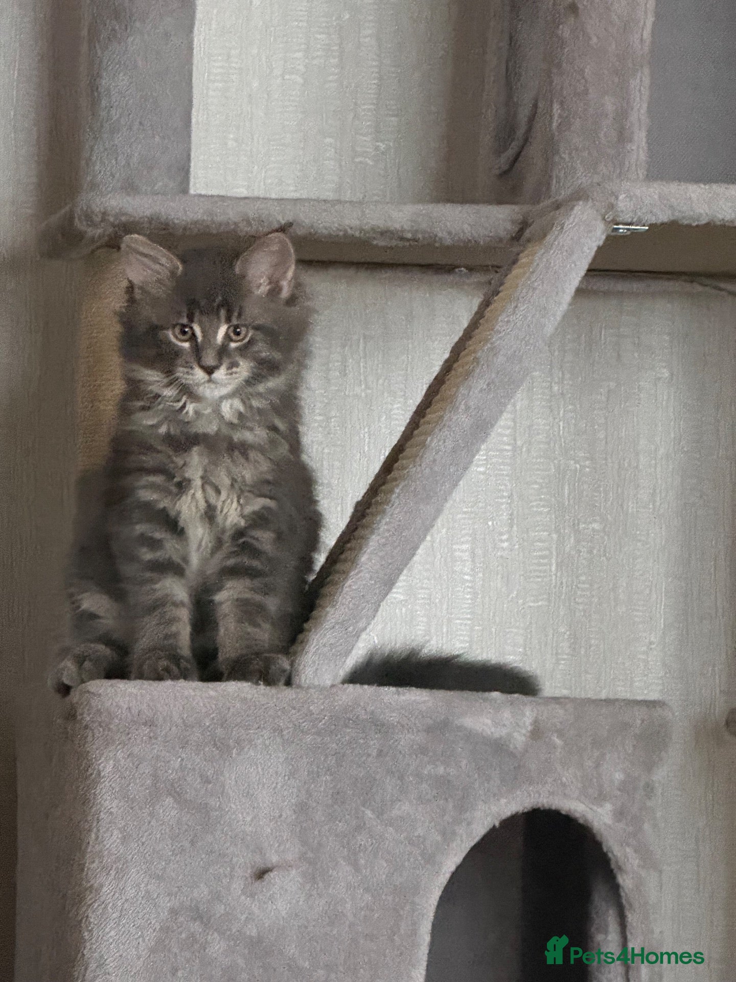 Maine Coon cats G Maine Coons - Advert 2