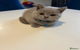 British Shorthair cats for sale: Beautiful  lilac and blue kittens 2 boys 1 girl - Image 33