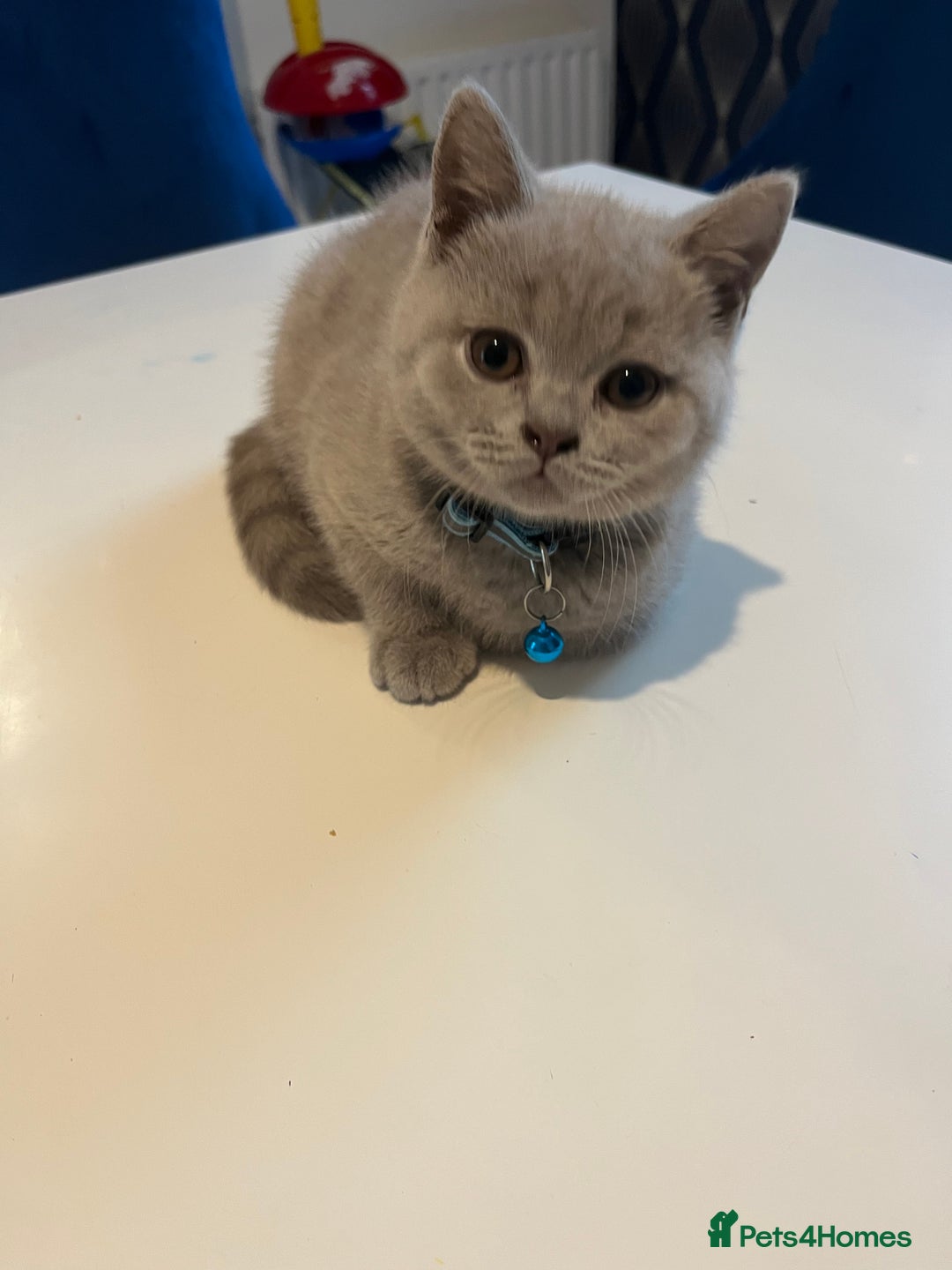 British Shorthair cats for sale: Beautiful  lilac and blue kittens 2 boys 1 girl - Image 33
