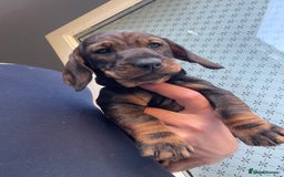 Dachshund dogs for sale: KC standard wire haired dachshund puppies (teckel) in Tiverton - Image 9