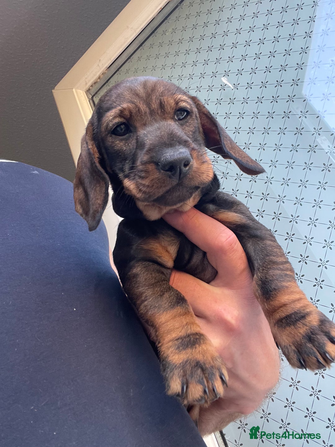 Dachshund dogs for sale: KC standard wire haired dachshund puppies (teckel) in Tiverton - Image 9