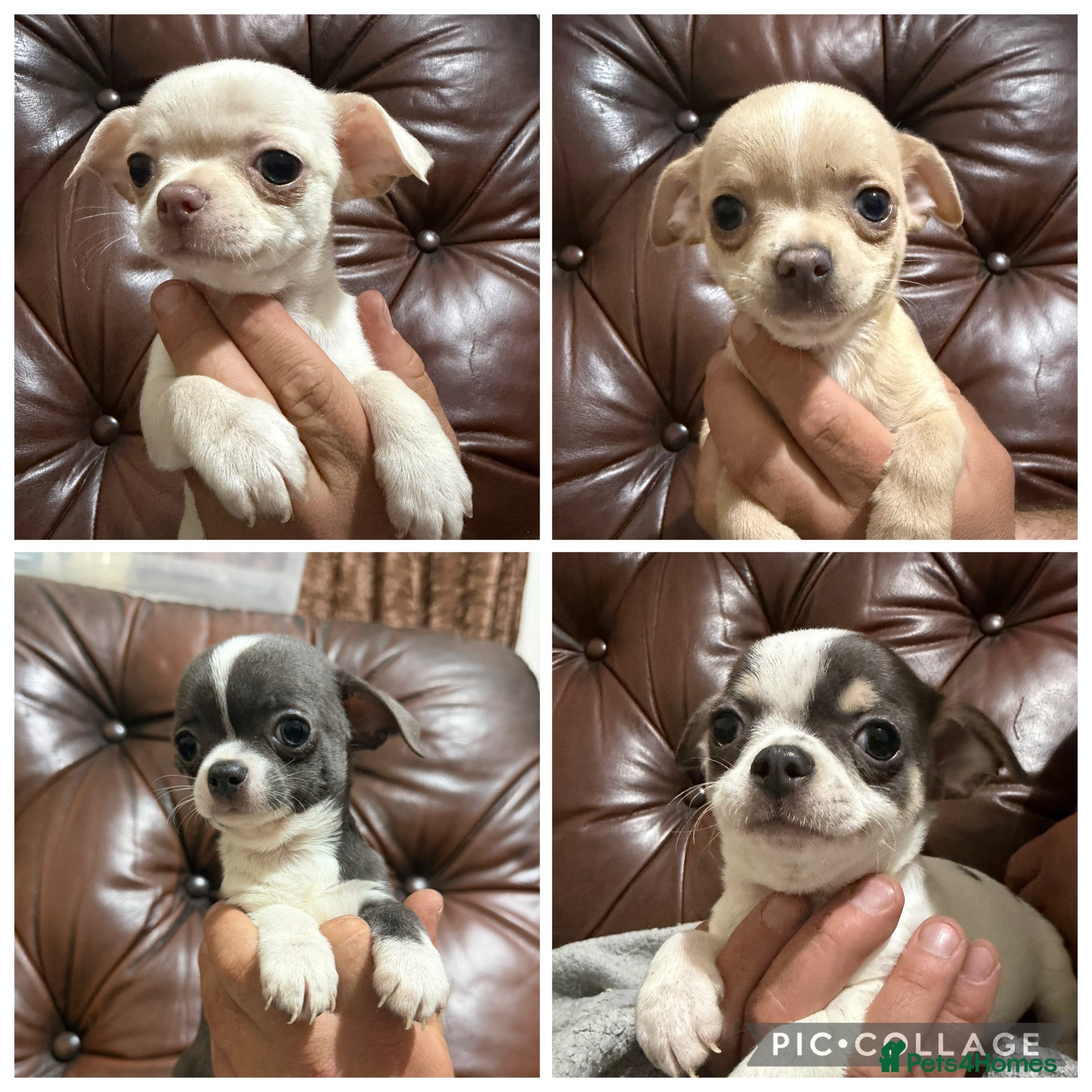 Chihuahua dogs Chihuahua pups - Advert 4