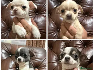 Chihuahua dogs Chihuahua pups - Advert 4