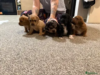 Mixed Breed dogs 3 beautiful male daugapoos - Advert 2