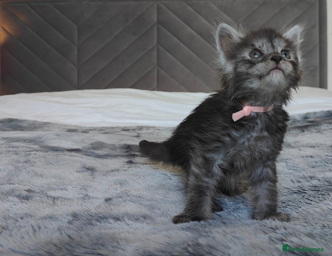 Maine Coon cats for sale: European Maine coon Kittens - Image 15