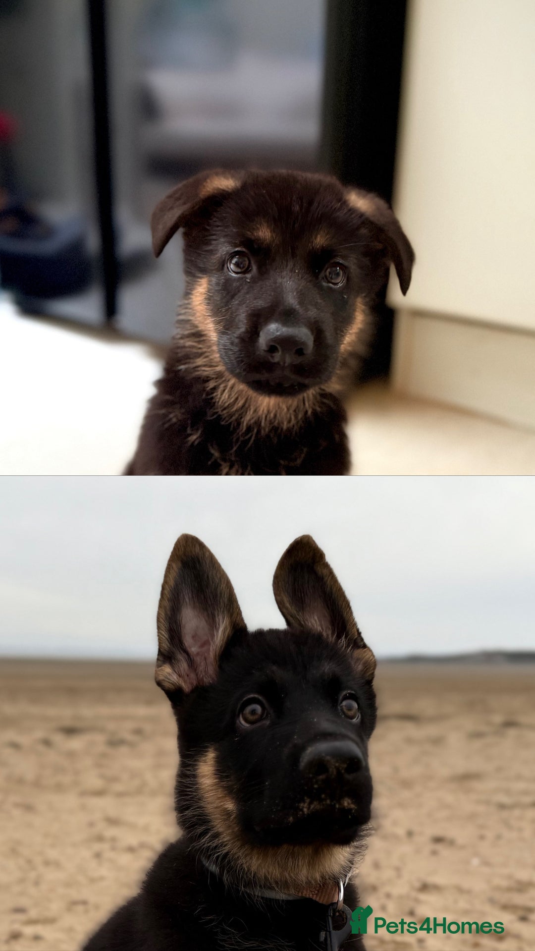 German Shepherd dogs for sale: German Shepherd Puppy (4 months old) - Image 3