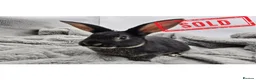 Rex rabbits for sale: Showline Black Otter Standard Rex - Advert 5