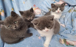 British Longhair cats for sale:  Mother is ragdoll,  Father is British shorthair - Advert 9