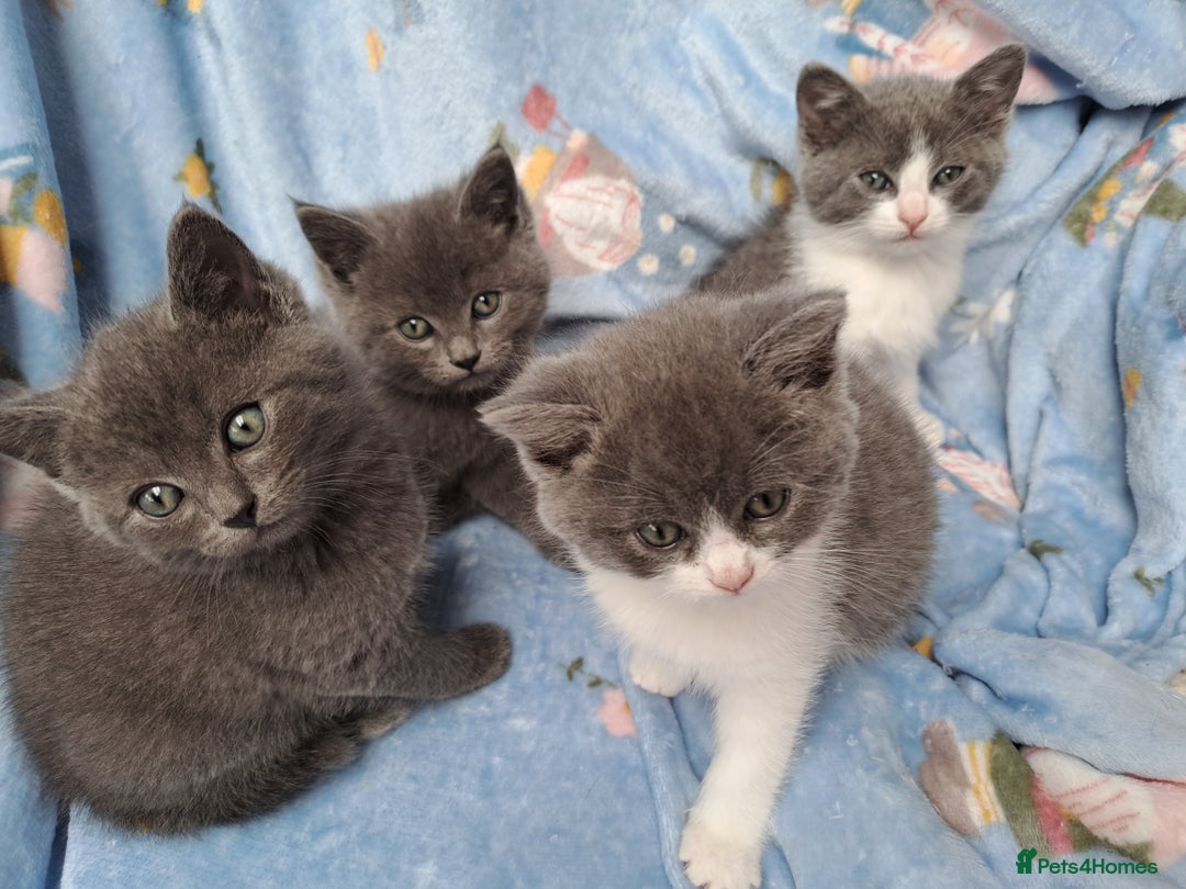 British Longhair cats for sale:  Mother is ragdoll,  Father is British shorthair - Advert 9