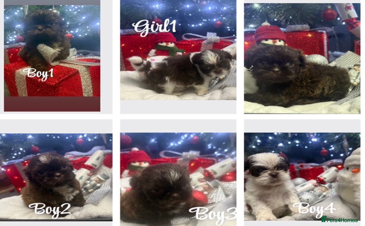 Shih Tzu dogs 6 beautiful shih tzu puppies  - Advert 1