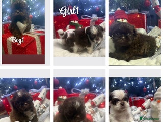 Shih Tzu dogs 6 beautiful shih tzu puppies - Advert 1