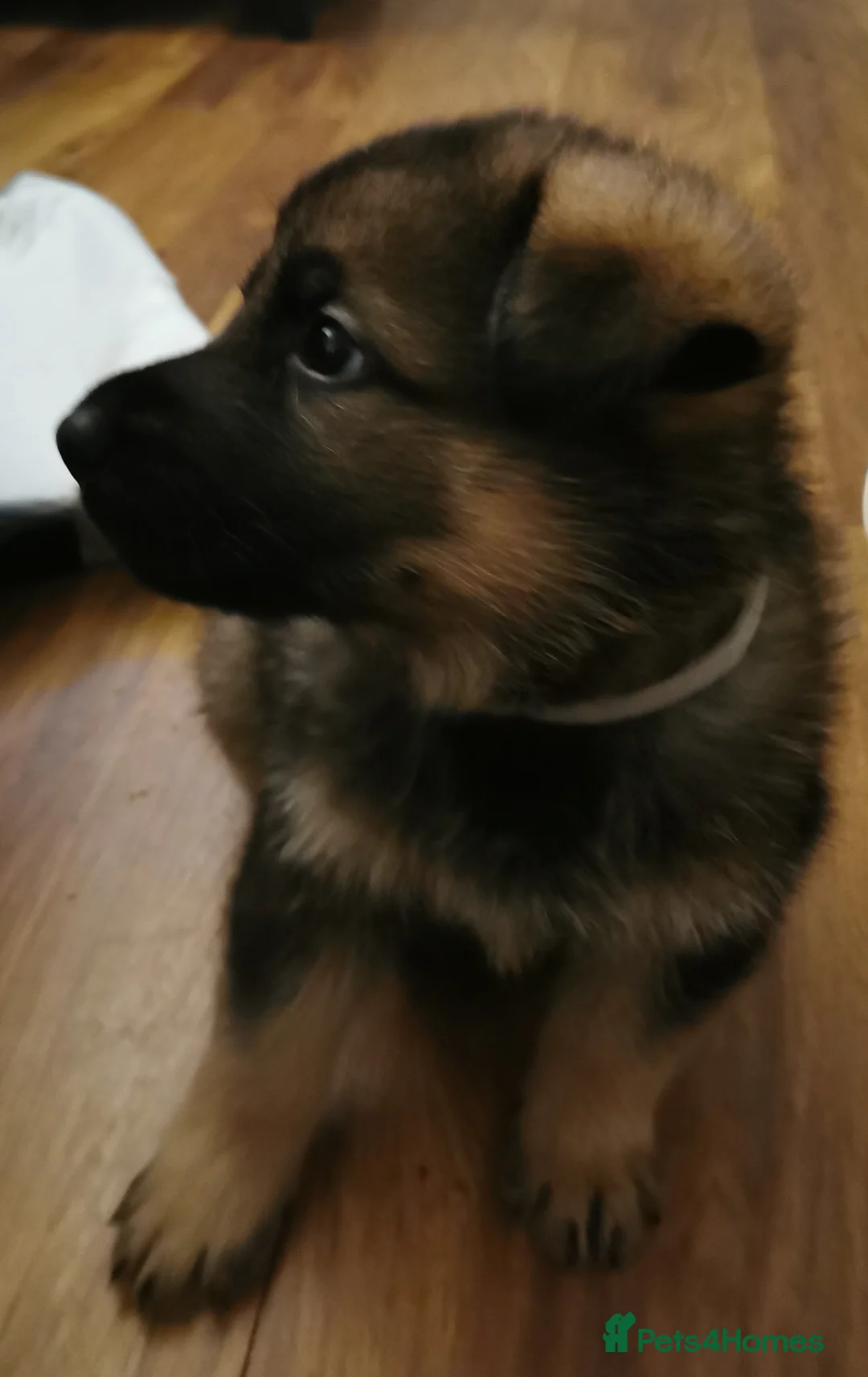 German Shepherd dogs for sale: German Shepherd Working line puppies in Falmouth - Advert 2