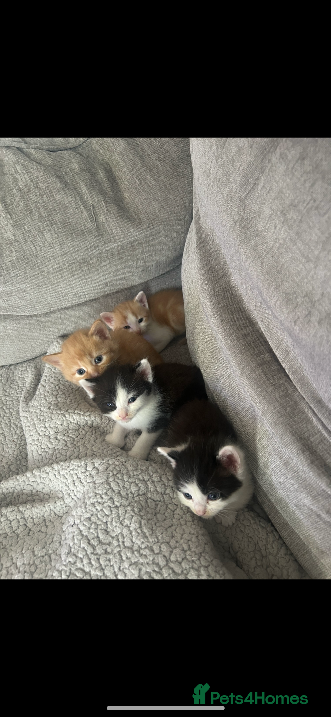 British Shorthair cats for sale: Kittens for sale  - Image 7