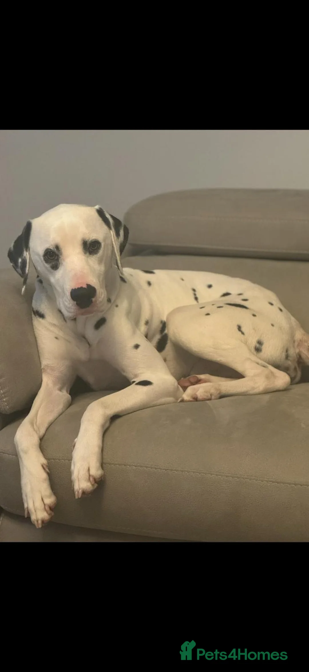 Dalmatian dogs for sale: Male Dalmatian  - Advert 6