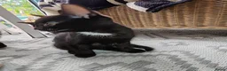 Mixed Breed cats for sale: Beautiful kittens looking for new home - Advert 8