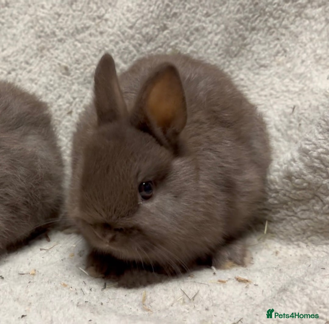 Netherland Dwarf rabbits for sale: 1 beautiful male chocolate netherland - Advert 3
