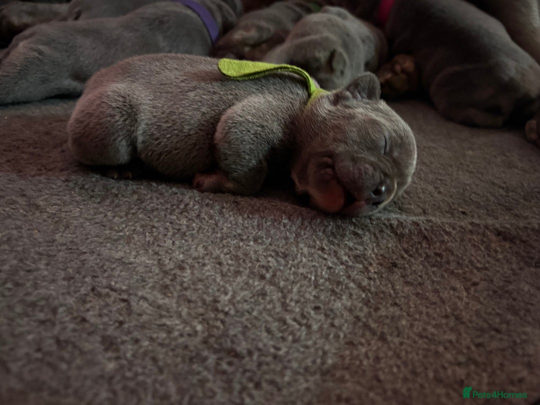 French Bulldog dogs for sale: Beautiful boy looking forever home  - Advert 7