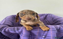 Dachshund dogs for sale: Dachshund puppy’s  - Image 2