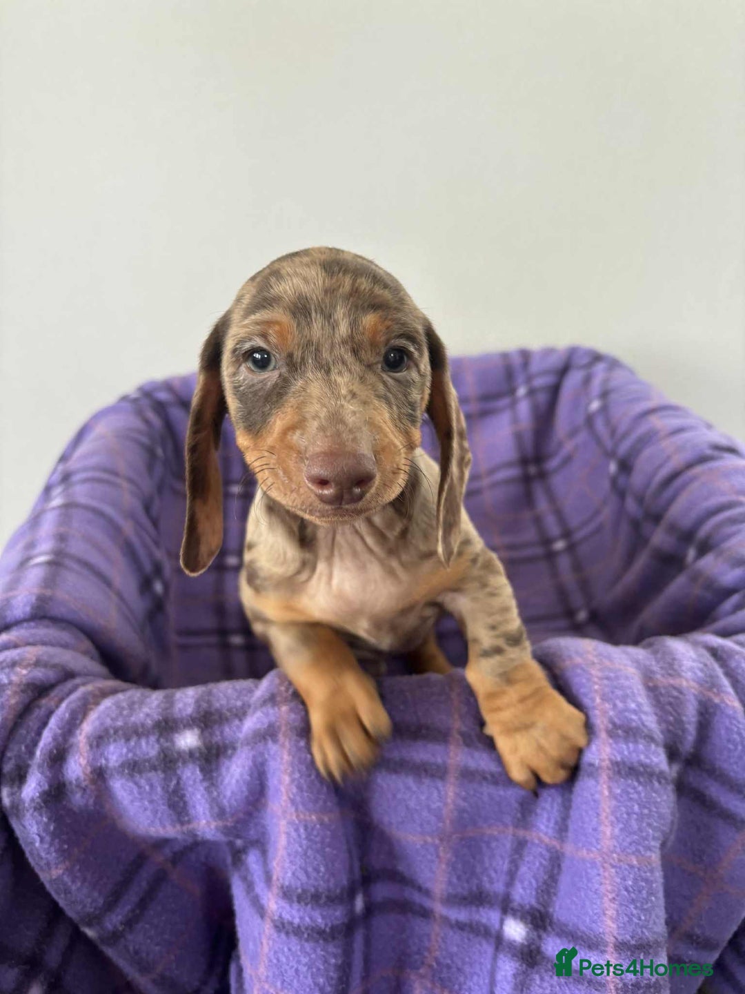 Dachshund dogs for sale: Dachshund puppy’s  - Image 2