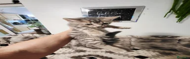Bengal Kitten 2