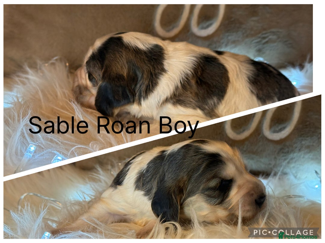 Cocker Spaniel dogs for sale: KC Show Cocker Spaniels , health tested parents  - Advert 2