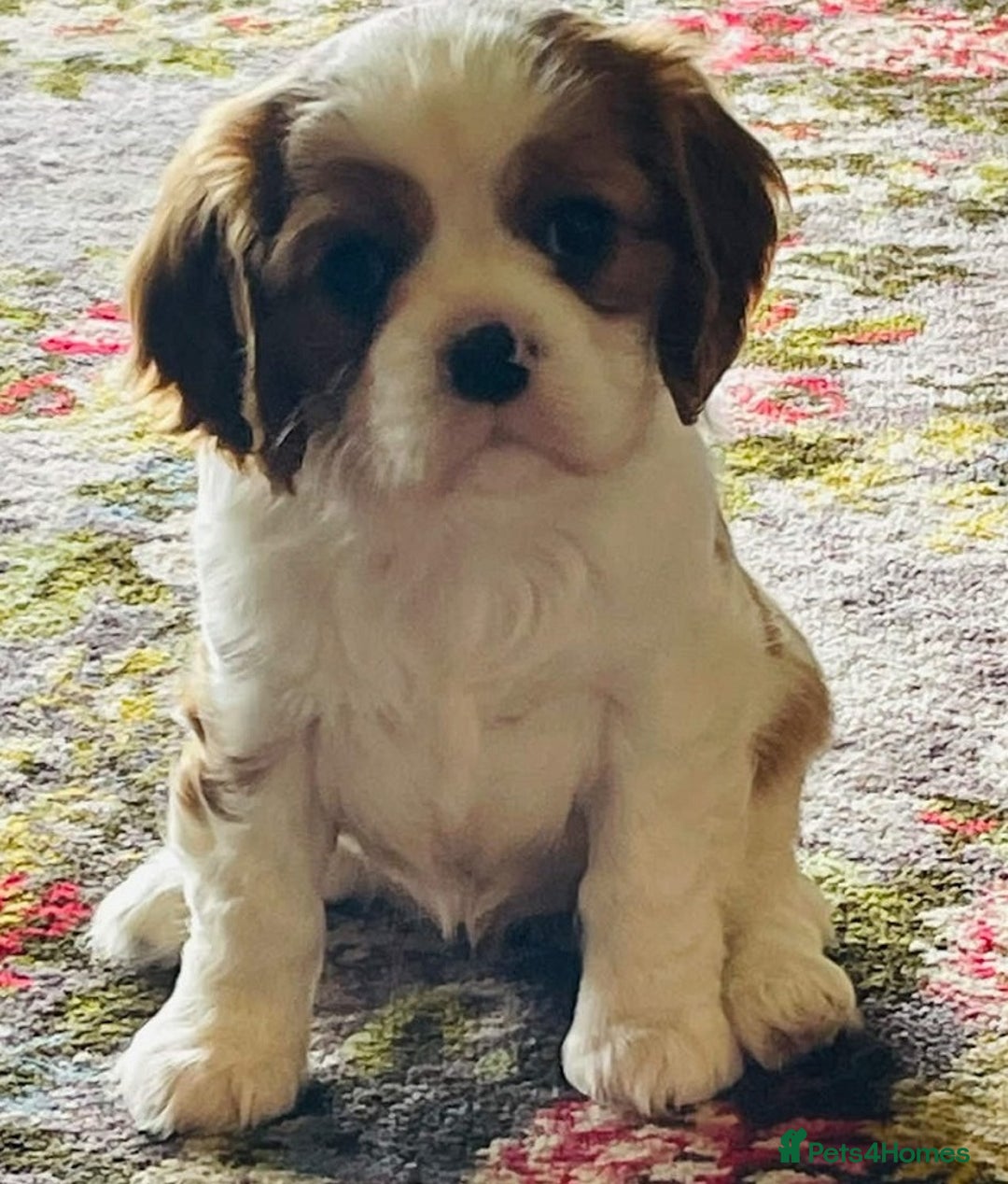 Cavalier King Charles Spaniel dogs for sale: Outstanding Cavalier King Charles Spaniel puppies - Advert 4