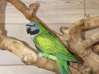 Parrots birds Healthy Parrot–Vibrant Colours & Friendly Nature - Advert 1