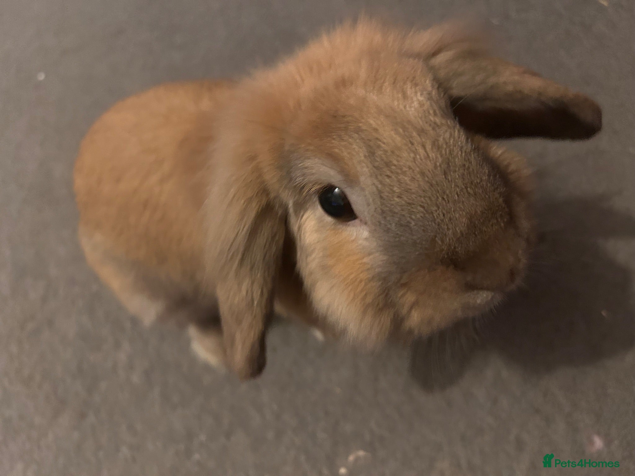 Mini Lion Lop rabbits Harlequin X mini lion lop - Advert 1