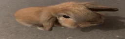 Mini Lion Lop rabbits for sale: Harlequin X mini lion lop - Advert 1