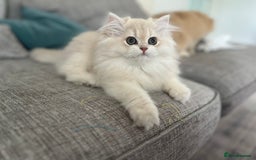 British Longhair cats for sale: Lilac golden shaded kittens (cy12) - Image 4