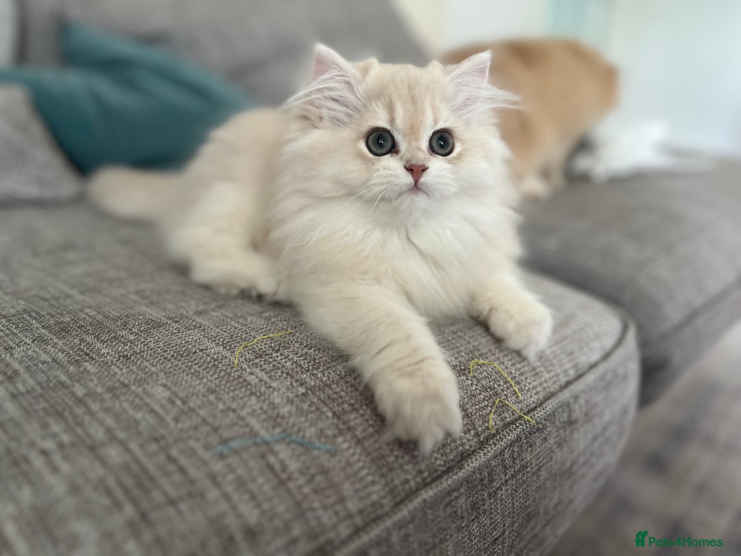 British Longhair cats for sale: Lilac golden shaded kittens (cy12) - Image 4