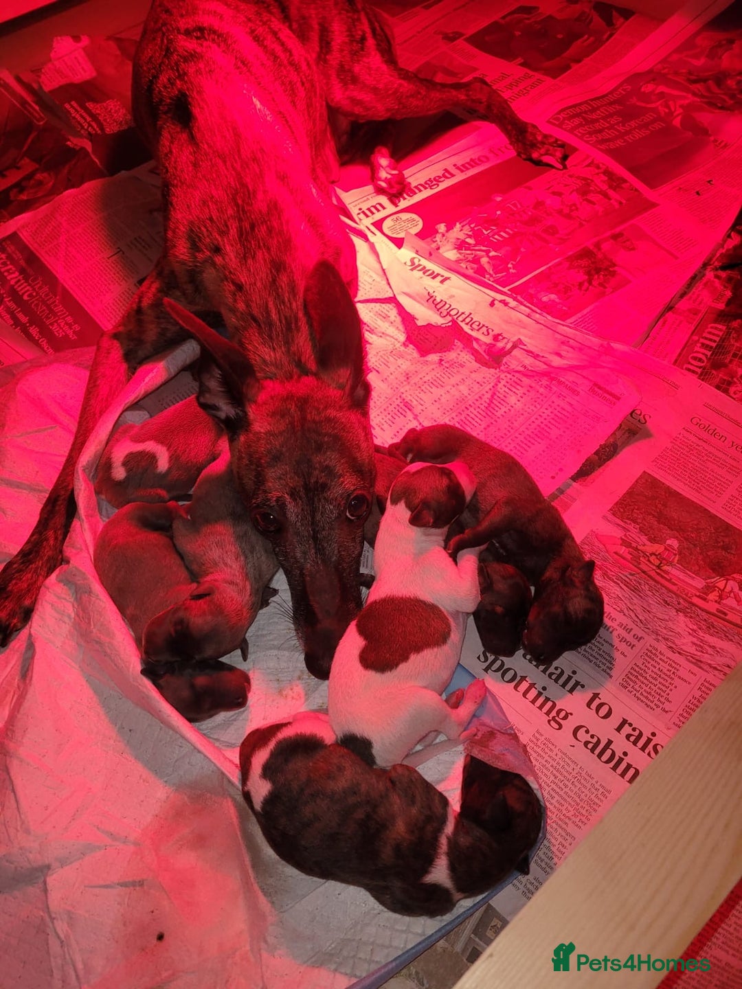 Whippet dogs for sale: Whippet pups  - Image 36