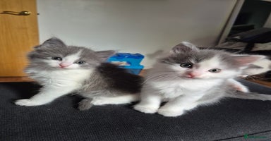Mixed Breed cats - Advert 2