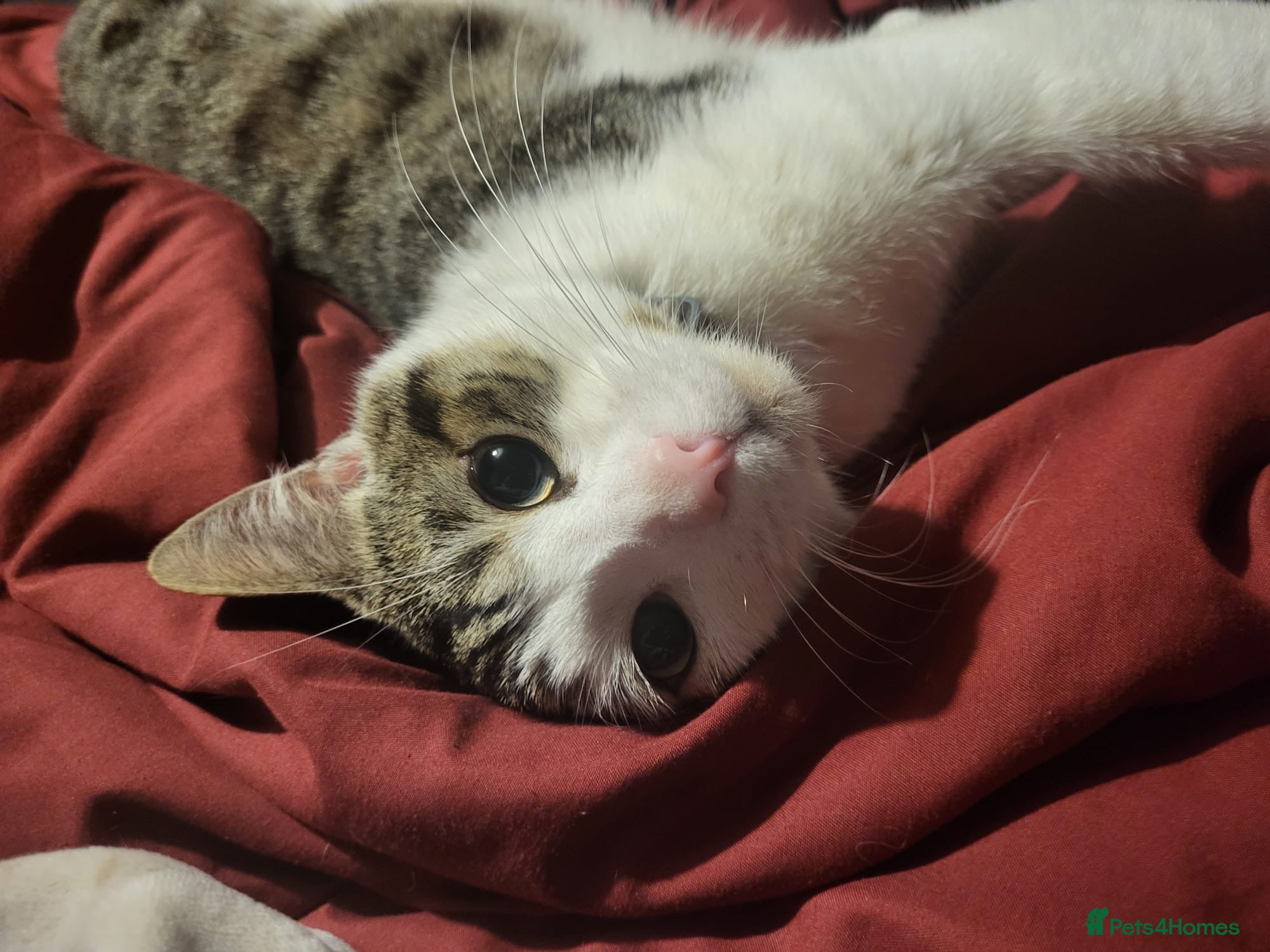 Domestic Shorthair cats Gorgeous cat for available adoption  - Advert 3