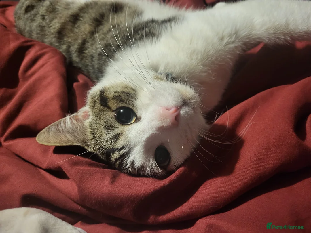 Domestic Shorthair cats for adoption: Gorgeous cat for available adoption  - Advert 1