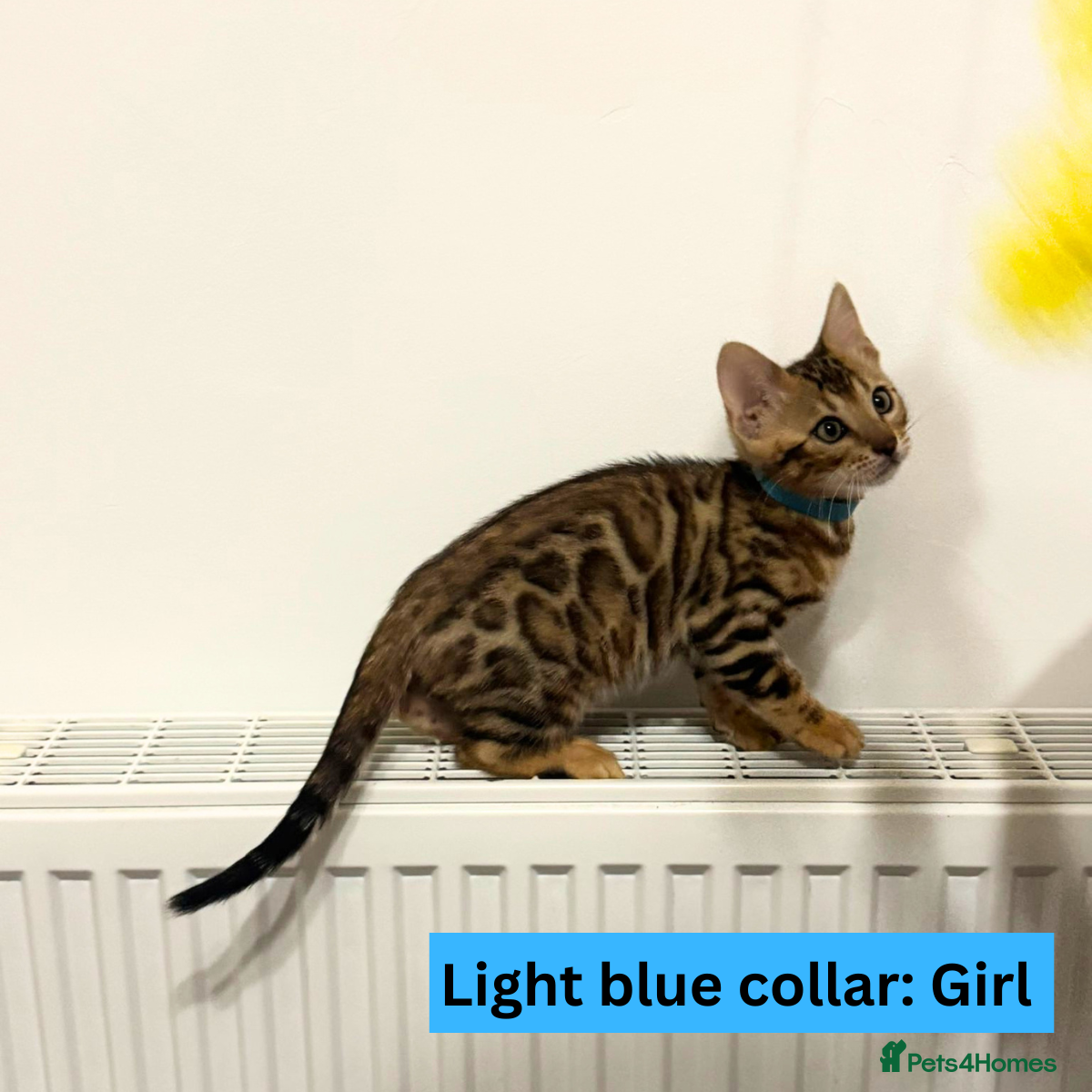 Bengal cats for sale: Luxury 5-Generation-Pedigree Bengal Kittens - Advert 5