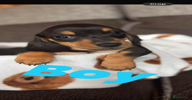 Miniature Dachshund dogs - Advert 5