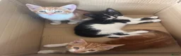 Mixed Breed cats for sale: Lovely kittens ready NOW!! - Advert 8