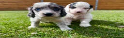 Cockapoo dogs for sale: Beautiful F1 Cockapoo Babies 🐾🐾🐾 - Advert 9