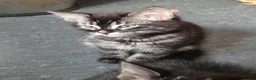 Mixed Breed cats for sale: Tabby Bengal - Advert 5