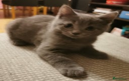 British Shorthair cats for sale: Four beautiful British shorthair kittens  - Advert 10