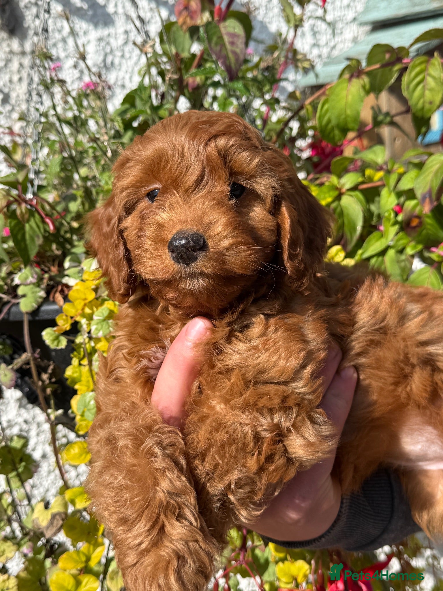 Cockapoo dogs Ready Now Stunning F1 Cockapoos - Advert 14