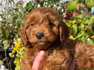 Cockapoo dogs Ready Now Stunning F1 Cockapoos - Advert 1