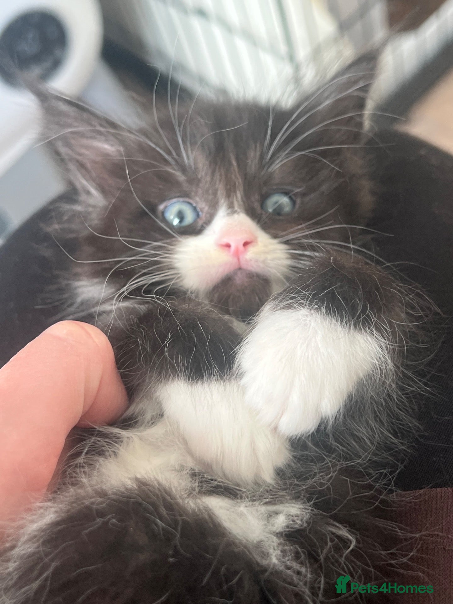Maine Coon cats 1 m 1 f left CHEAP DUE TO HOLI dad Maincoon reg - Advert 9