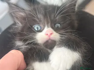 Maine Coon cats 1 m 1 f left CHEAP DUE TO HOLI dad Maincoon reg - Advert 9